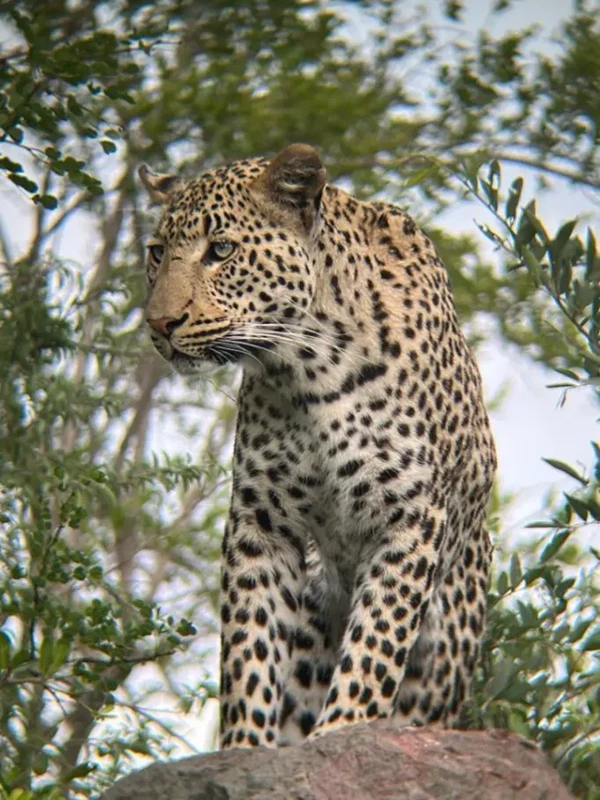 Track the elusive leopards