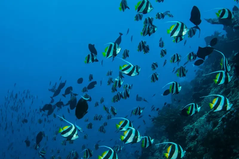  Some Pets enjoying food