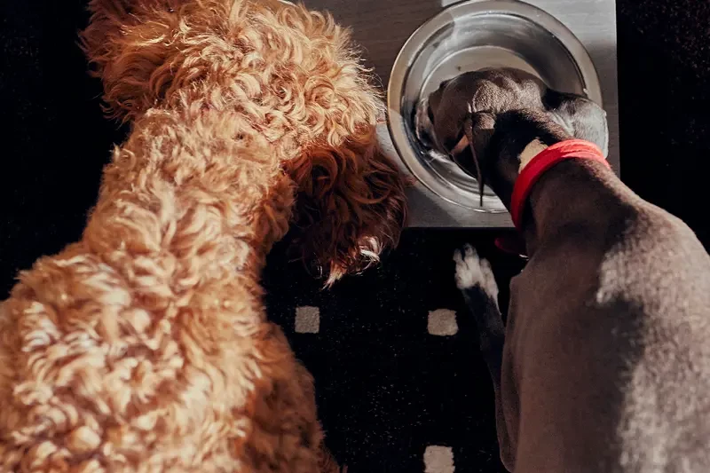  Some Pets enjoying food