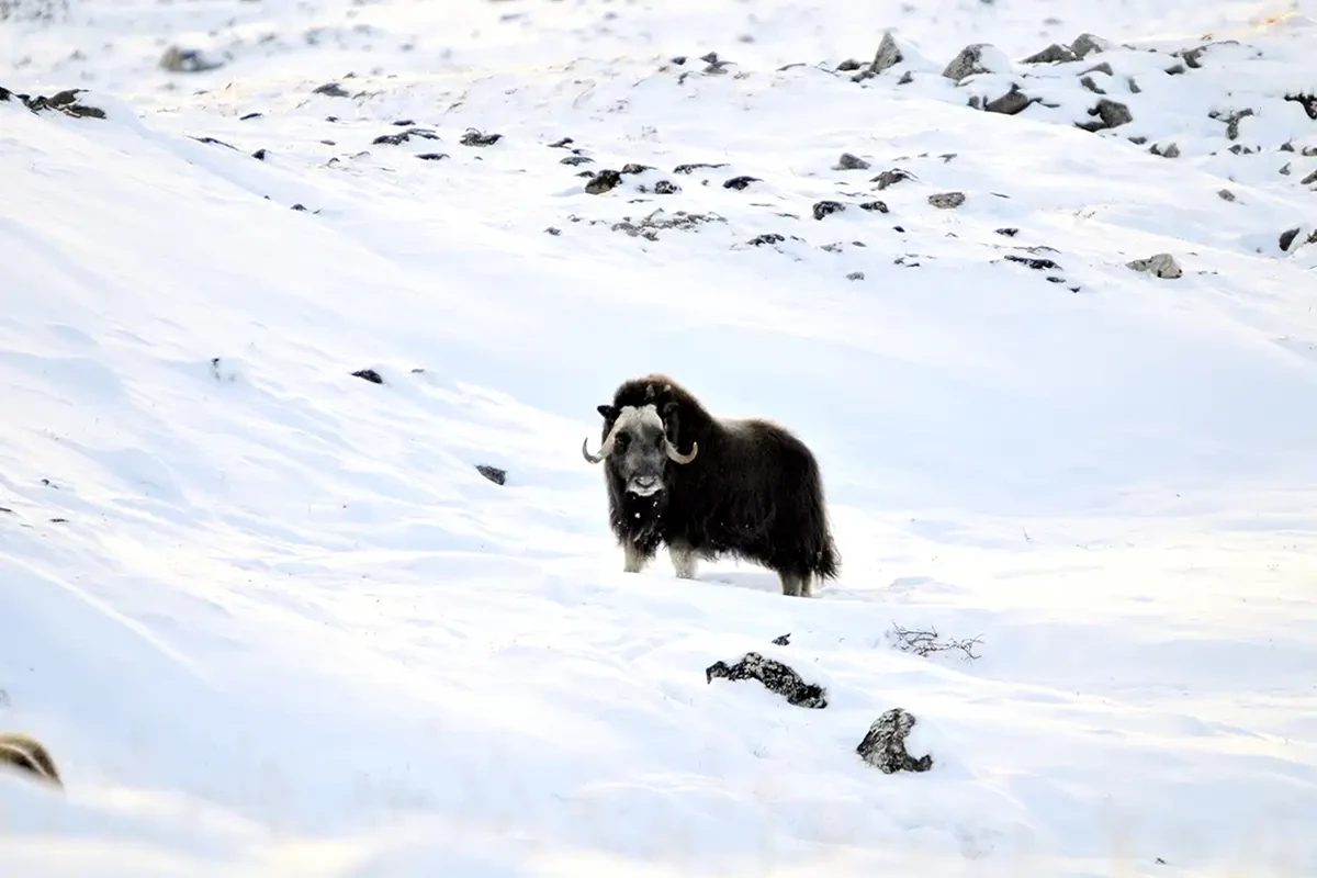 An OX in the Antartica